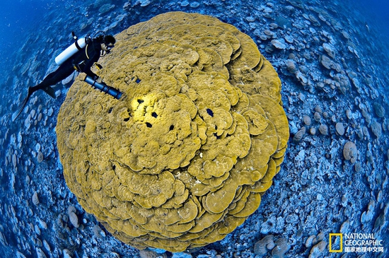 金曼礁國家紀(jì)念區(qū)，太平洋攝影：Brian Skerry，國家地理創(chuàng)意版