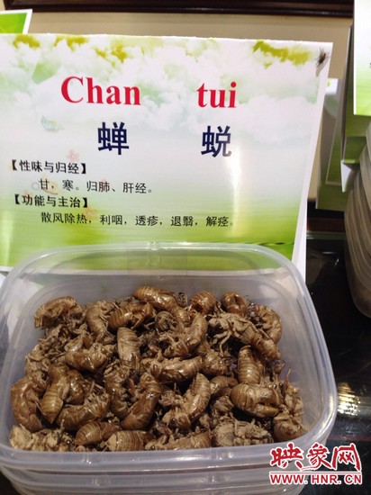 你可能沒想到，這個(gè)知了幼蟲退下的皮還是一味藥，對(duì)嗎？