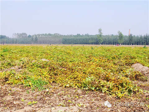 一望無際的山藥基地。據(jù)說，一季山藥后，土地需要五年才能恢復(fù)。