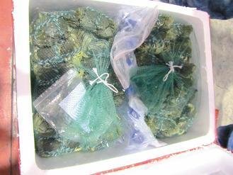  大陸進口大閘蟹被檢出禁用的動物用藥，已全數(shù)銷毀。 圖片來源：臺灣《聯(lián)合報》