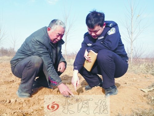 牡丹苗被盜之后，郭萬(wàn)通又補(bǔ)種的牡丹苗已經(jīng)發(fā)芽