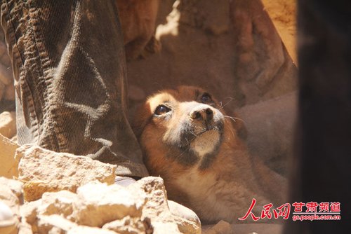探出頭的小黃狗期待地看著救他的人。王生元/攝