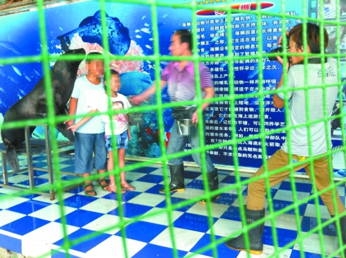 海獅就這樣被飼養(yǎng)員和攝影師擺弄，稍不聽話就會(huì)遭到毒打。