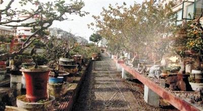 劉光嘉出示博物館內(nèi)部圖片中，擺放著各種盆景。