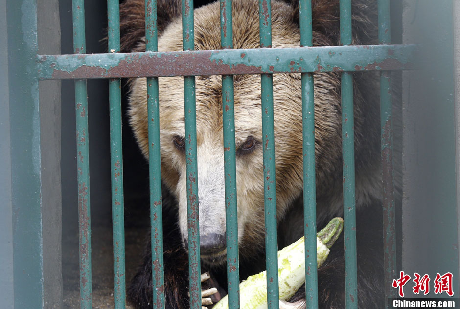 6月19日，河南鄭州，新密市動物園咬死飼養(yǎng)員的肇事棕熊被暫押在鄭州動物園內(nèi)，該熊“臥室”周圍被三重鋼