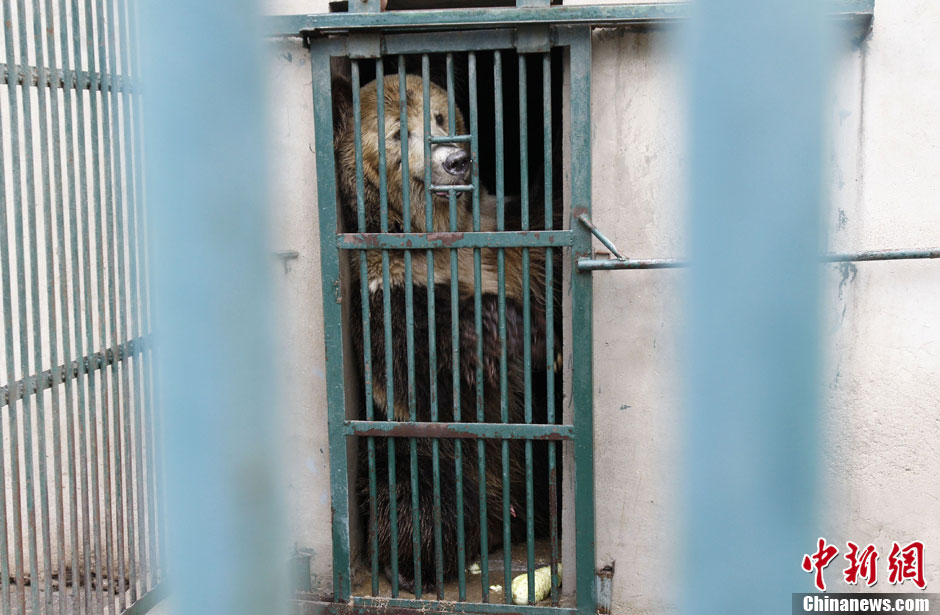 6月19日，河南鄭州，新密市動物園咬死飼養(yǎng)員的肇事棕熊被暫押在鄭州動物園內(nèi)，該熊“臥室”周圍被三重鋼