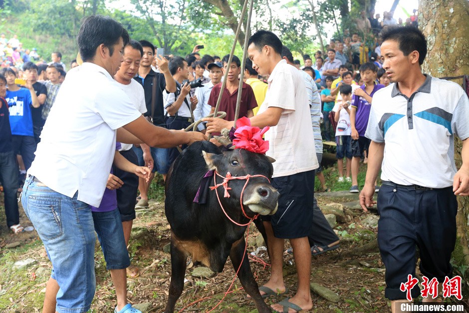 村民給黃牛套上繩索，準備進行儀式。 譚凱興 攝