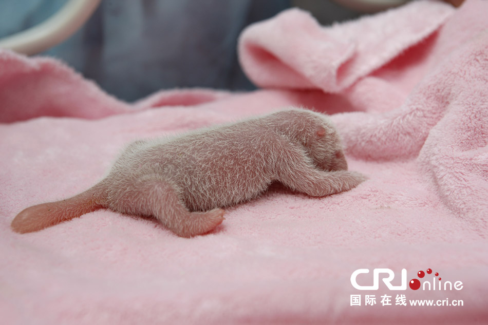 2013年7月11日，成都大熊貓繁育研究基地月亮產(chǎn)房，新生大熊貓寶寶在育嬰箱里憨態(tài)可掬。