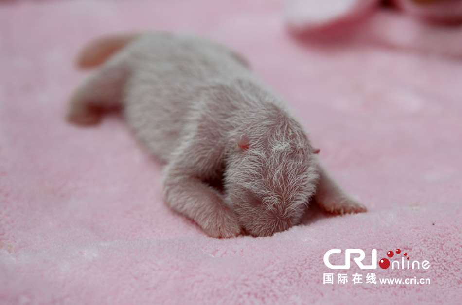 2013年7月11日，成都大熊貓繁育研究基地月亮產(chǎn)房，新生大熊貓寶寶在育嬰箱里憨態(tài)可掬。