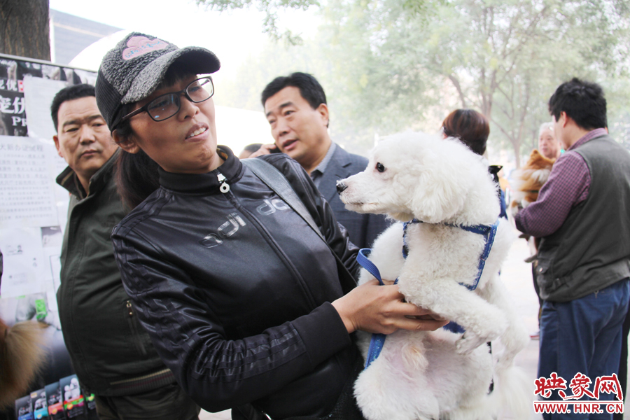 一只貴賓犬在賣萌。