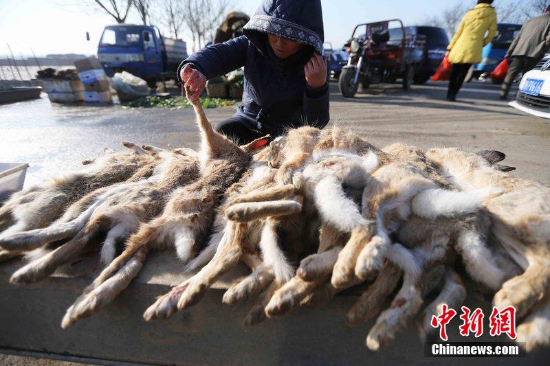 圖為12月14日，104國道靜?？h城附近，家養(yǎng)的大雁和野鴨被擺在一起售賣。田寶希 攝 圖片來源：CF