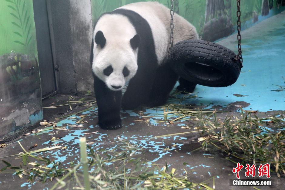 　3月17日，河南鄭州動物園內(nèi)的大熊貓“龍昇”。