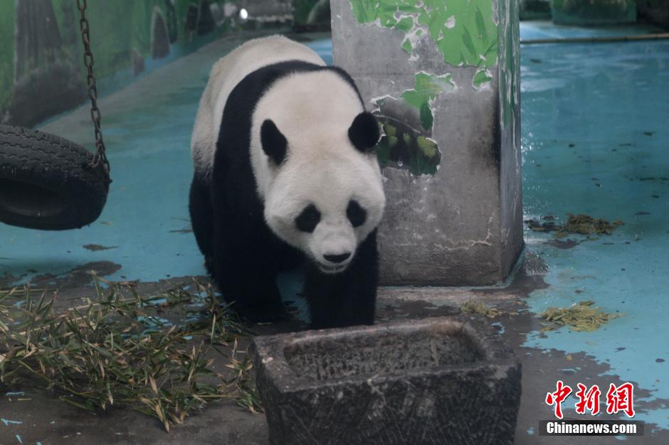 3月17日，河南鄭州動物園內(nèi)的大熊貓“龍昇”。