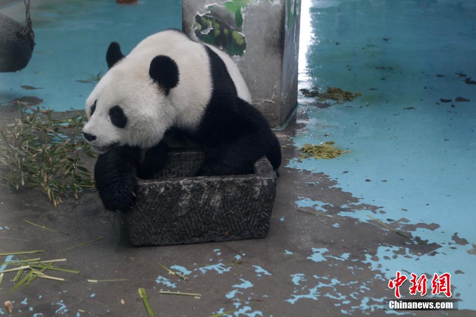3月17日，河南鄭州動物園內(nèi)的大熊貓“龍昇”。