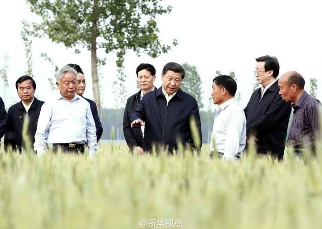 習(xí)近平走進(jìn)糧田,看麥穗灌漿,問(wèn)農(nóng)田建設(shè)。