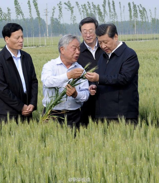 習(xí)近平走進(jìn)糧田,看麥穗灌漿,問(wèn)農(nóng)田建設(shè)。