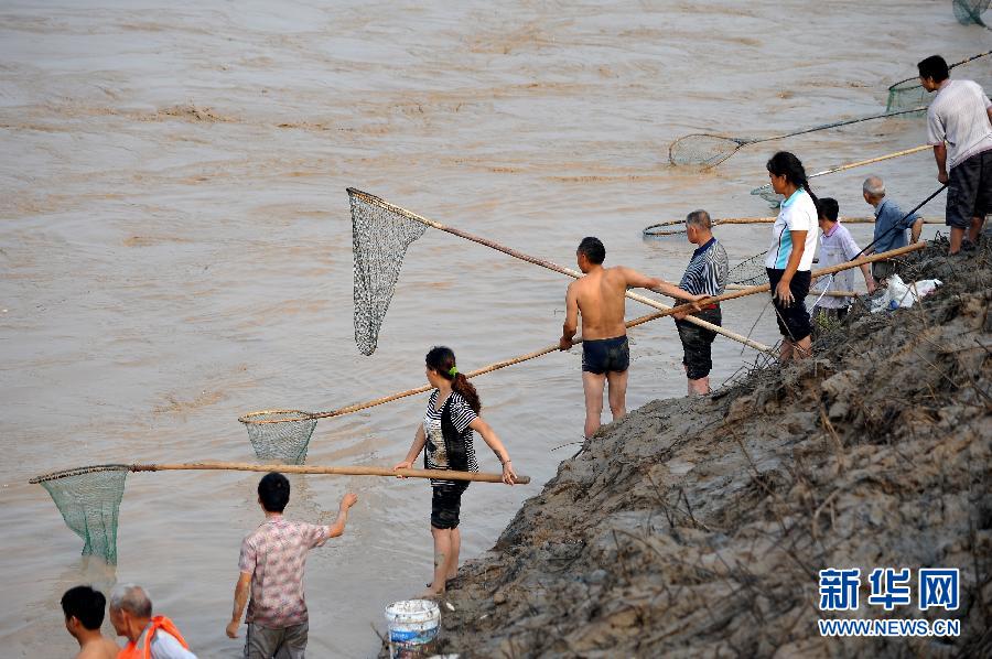 7月6日,在山西省平陸縣黃河岸邊,人們?cè)诤舆叢稉泣S河“流魚”。