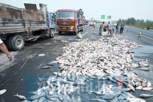貨車翻,魚滿地。