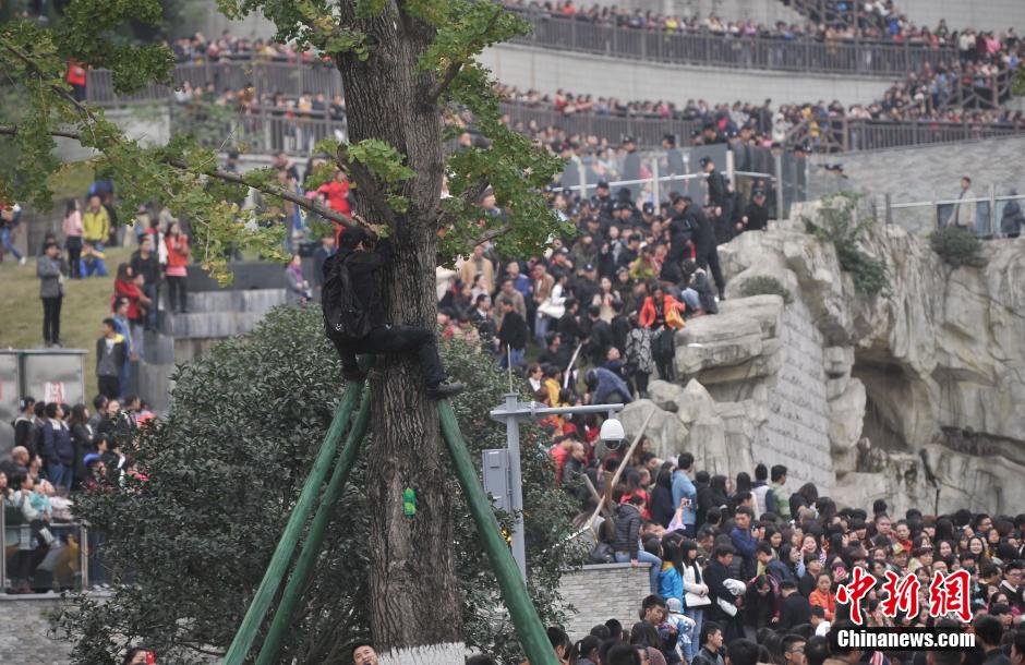 重慶一市民為占據(jù)有利位置，爬上銀杏樹觀看自己喜歡的明星。