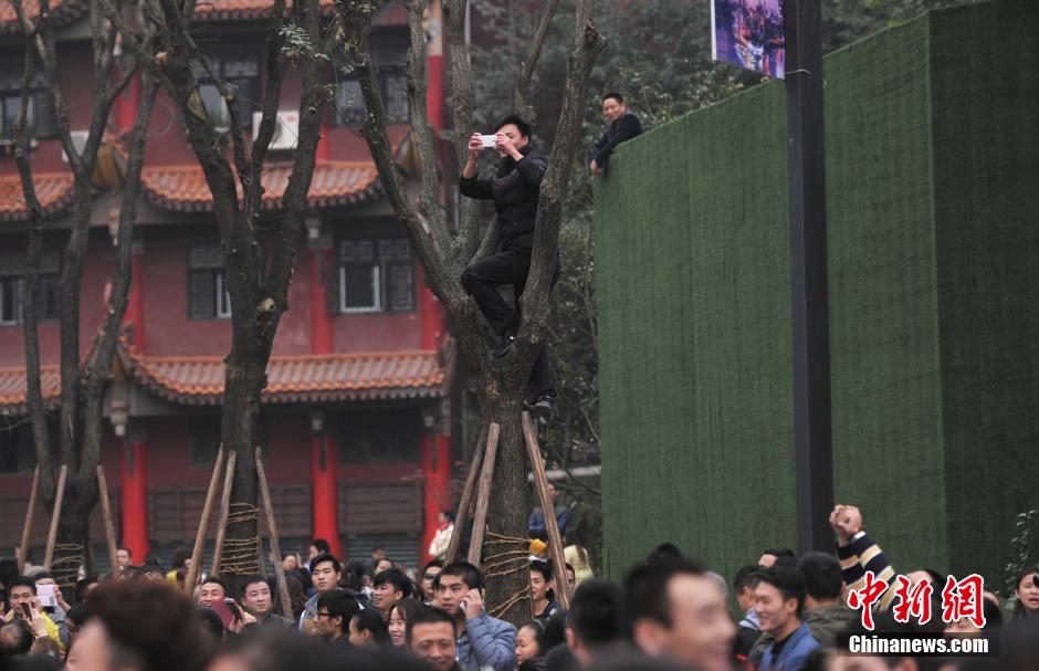 重慶一市民為占據(jù)有利位置，爬上銀杏樹觀看自己喜歡的明星。