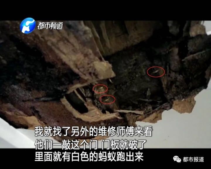 蟻族大軍入侵！十幾萬裝修的新家被“吃掉”