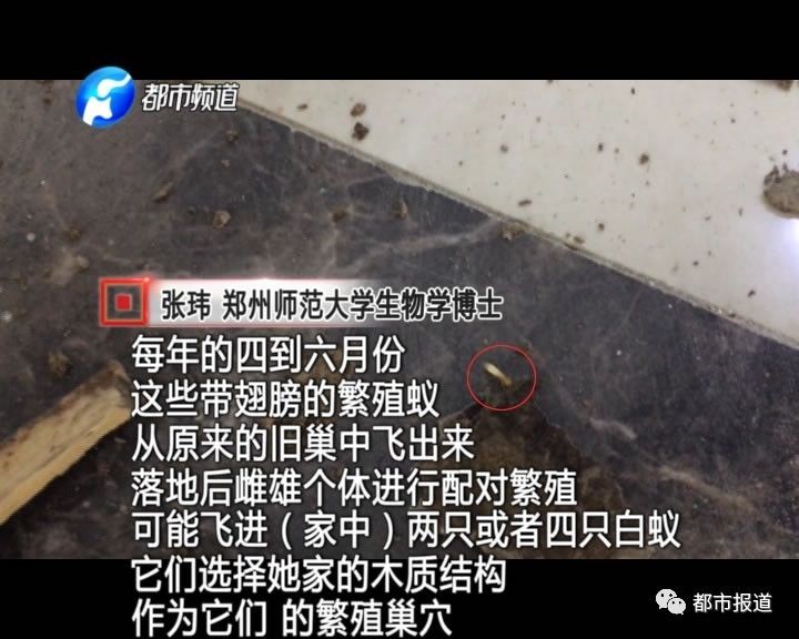 蟻族大軍入侵！十幾萬裝修的新家被“吃掉”