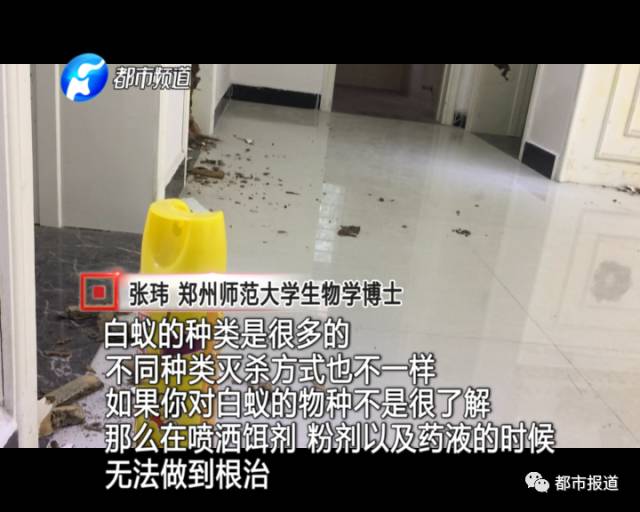 蟻族大軍入侵！十幾萬裝修的新家被“吃掉”