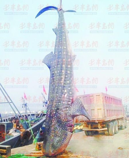 9月8日，日照漁民捕獲的重達(dá)10余噸的鯨鯊。(照片來自大眾網(wǎng))