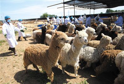 昨日，由智利進口的946頭羊駝，被運抵大興一動物檢疫隔離場進行檢驗檢疫。記者 王貴彬 攝