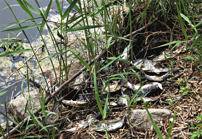 南沙河中漂浮著大量生活垃圾和腐爛水草等物，岸邊出現(xiàn)大量死魚。新京報(bào)記者郭鐵流攝