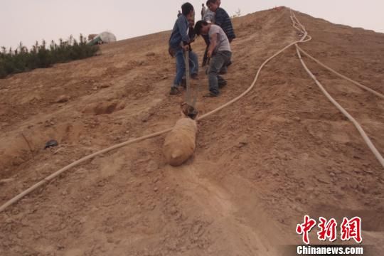 　4月27日上午，當?shù)卮迕裨诠系販洗逡痪G化處挖出一枚長1米，重200斤的炸彈，5月10日，這枚炸彈已
