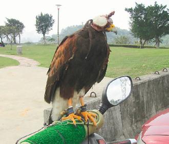 闖禍的老鷹則被主人戴上頭套，以鐵鏈鎖在摩托車的車頭上“罰站”/臺灣《聯(lián)合報(bào)》圖