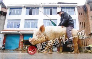 蔣大爺騎著他的種豬出門，回頭率很高。