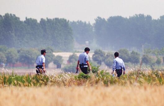 昨日上午，合肥長豐縣雙墩鎮(zhèn)，民警分成小隊在案發(fā)村莊附近麥田搜捕嫌犯。記者劉玉才/攝