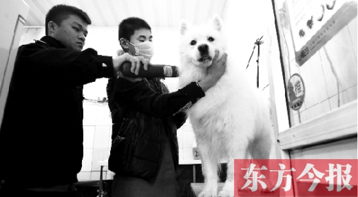 昨天，鄭州城管首次進(jìn)寵物店清查無證犬只