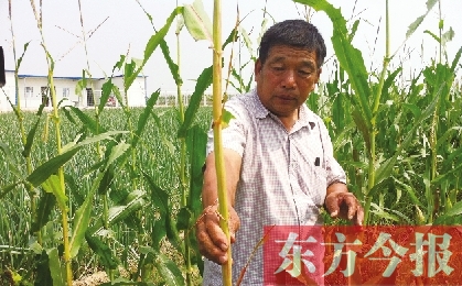 “東亞飛蝗”侵襲滎陽千畝黃河灘 ?？兄参锶~子