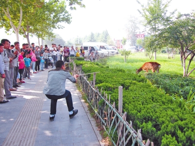 工作人員悄悄走近梅花鹿，準(zhǔn)備發(fā)射麻醉針。