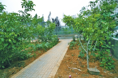 路兩邊是核桃樹，而路的盡頭救助野生鳥類的籠子，鴨子和鵝占了鵲巢