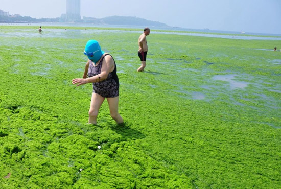 2013年7月3日，山東青島青島高溫來襲，“青島大媽”不懼滸苔，戴著“強盜面具”出現(xiàn)在海水浴場消暑降