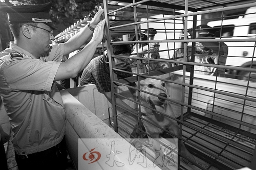 相關(guān)部門將加強(qiáng)管理，今年12月起烈性犬一律沒收。 （資料圖）