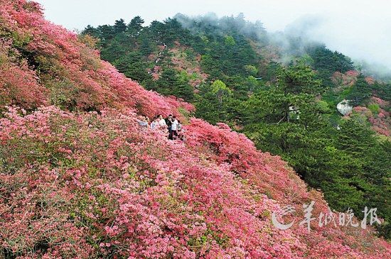 　　湖北麻城龜峰山10萬畝連片野生杜鵑。