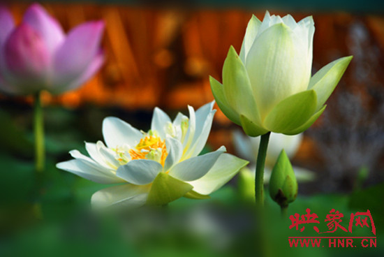 7月5日,第七屆淮陽(yáng)荷花節(jié)將于7月8日正式拉開(kāi)序幕。