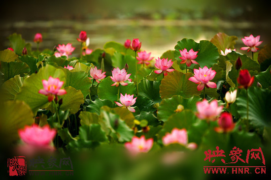 7月5日,第七屆淮陽(yáng)荷花節(jié)將于7月8日正式拉開(kāi)序幕。