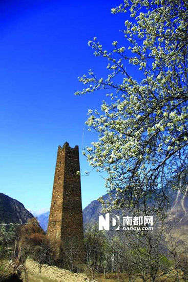 　　丹巴的碉樓與梨花互相輝映。