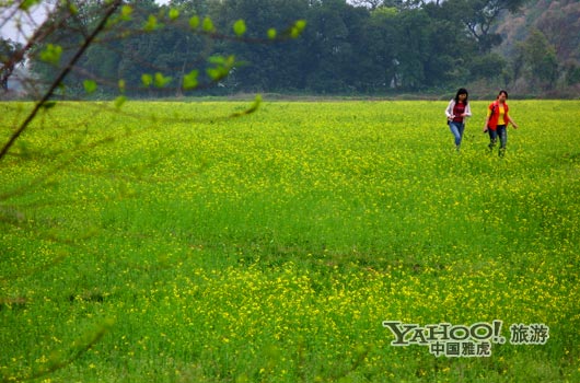 　　英德國(guó)家森林公園是廣東唯一的油菜花主題旅游景區(qū)。(圖片來(lái)源:CFP)