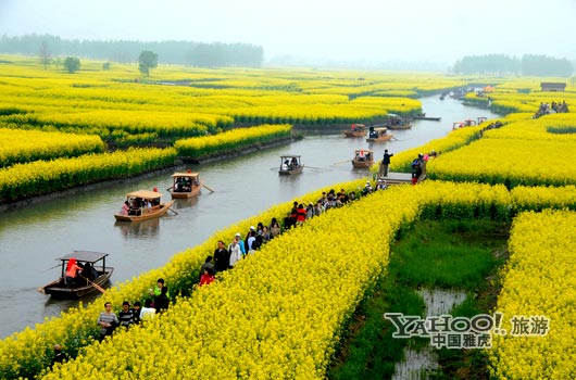 　　興化的油菜花最讓人心醉,因?yàn)闆](méi)有一個(gè)地方能把油菜花和水景結(jié)合得如此到位。(圖片來(lái)源:CFP)