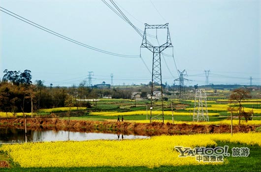 　　三月是川西平原油菜花盛開(kāi)的季節(jié)。(圖片來(lái)源:CFP)