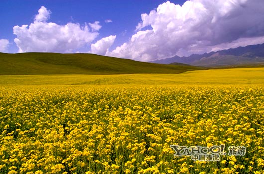 　　青海門源的油菜花景色甚為壯觀,十足的西部風(fēng)味。(圖片來(lái)源:CFP)