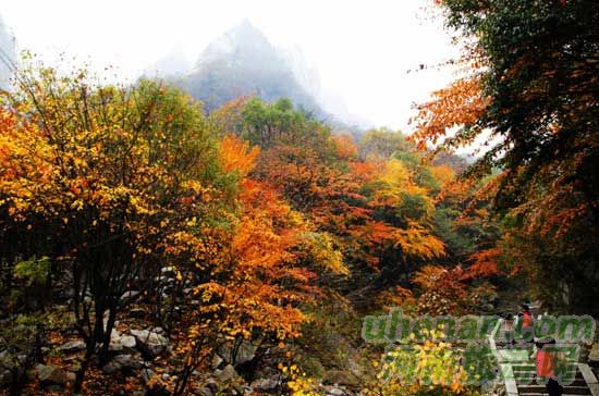 深秋去堯山賞紅葉、泡溫泉、拜大佛
