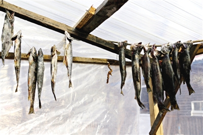 長(zhǎng)白山腳下一家小餐館內(nèi)晾曬的冷水魚(yú)。